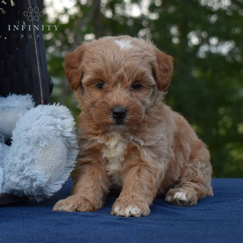 Meet the cutest Miniature Newfypoo for sale at Happytail Puppies Your tiny-sized gentle giant companion will bring love to you in a smaller package. . Shorkie poo puppies